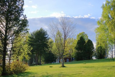 Finlandiya 'da büyük çam ağaçları ve ahşap zemini olan tipik bir yazlık evden gün batımı manzarası
