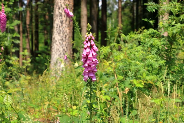 stock image a closeup of a toxic flower in a forest called digitalis purpurea (roter Fingerhut)