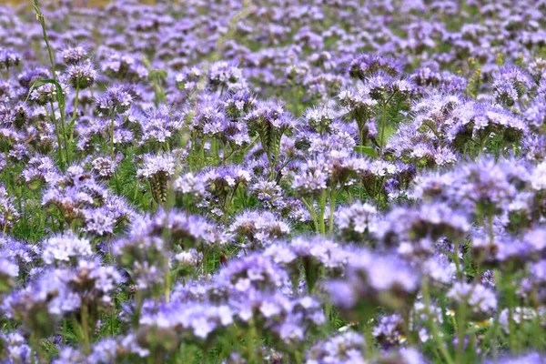 stock image a Violet blooming Phacelia flowers field