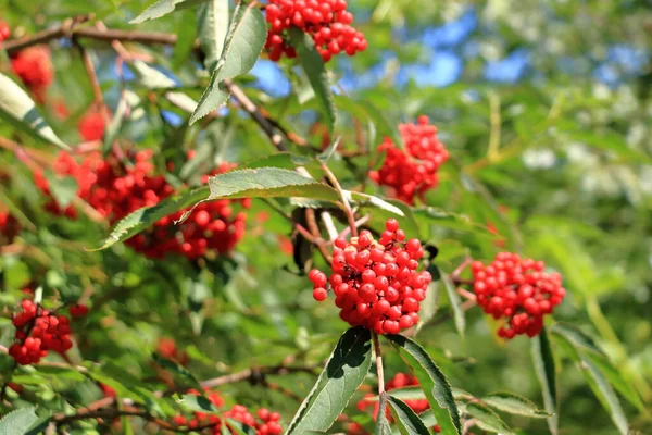ローワンの木の枝に赤いローワンの果実 熟したローワンの果実が近くにあり 緑の葉 — ストック写真