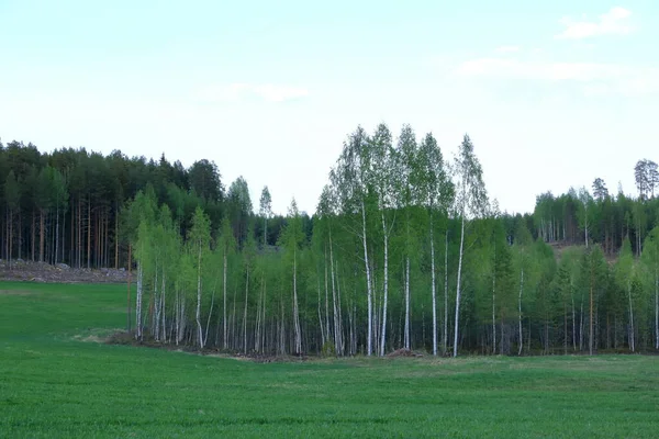 Pohon Birch Dan Padang Rumput Hijau Pada Hari Musim Panas — Stok Foto