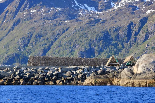 挪威斯沃尔瓦市的鱼群 或干鱼 在空气中干枯 — 图库照片