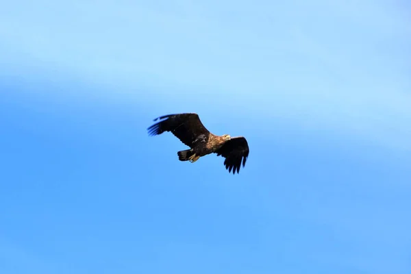 Close Sea Eagle Full Flight Lofoten Norway — Stock Photo, Image