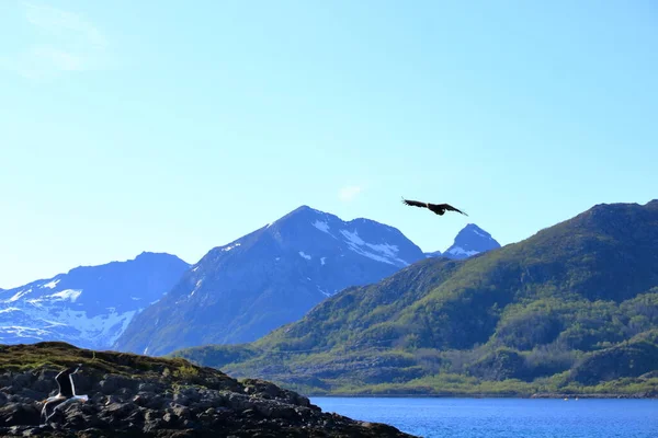 로포텐에서 사냥하는 노르웨이 독수리 — 스톡 사진