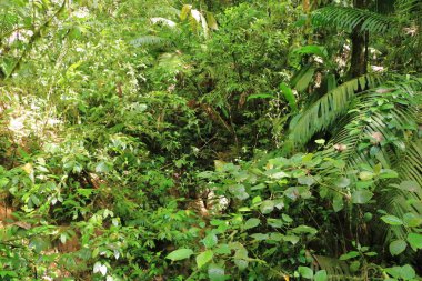 La Fortuna yakınlarındaki Kosta Rika 'daki Arenal Volkan Ulusal Parkı yağmur ormanlarında güzel bir yürüyüş.