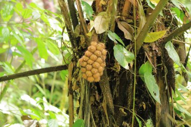 La Fortuna yakınlarındaki Kosta Rika 'daki Arenal Volkan Ulusal Parkı yağmur ormanlarında güzel bir yürüyüş.