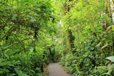 Hiking Trail at Monteverde Cloud Forest in Costa Rica clipart
