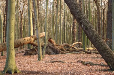 Almanya 'da Greifswald yakınlarında kırık ağaçlar var.