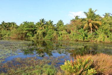 Kerala 'nın Kerala ilçesindeki Pazhayangadi Köprüsü' nün yakınındaki Backwater View.