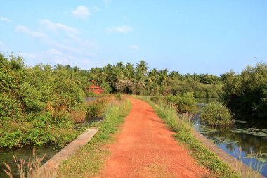 Kerala 'nın Kerala ilçesindeki Pazhayangadi Köprüsü' nün yakınındaki Backwater View.