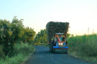 18 Aralık 2022 - Hindistan 'da Karnataka: Şeker kamışı yüklü kamyon fabrikaya gidiyor