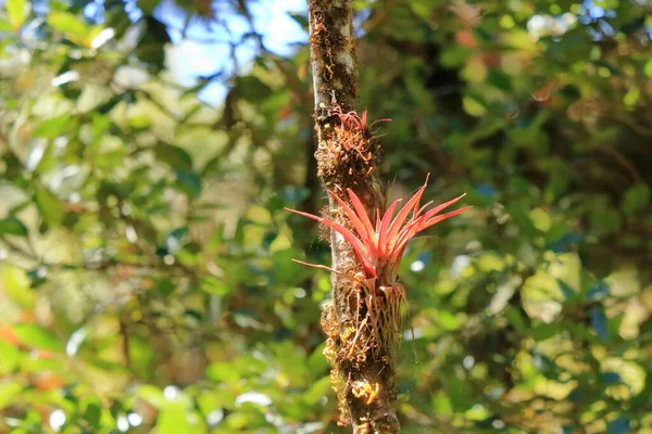 Bromélia Uma Árvore Cerro Muerte Costa Rica — Fotografia de Stock