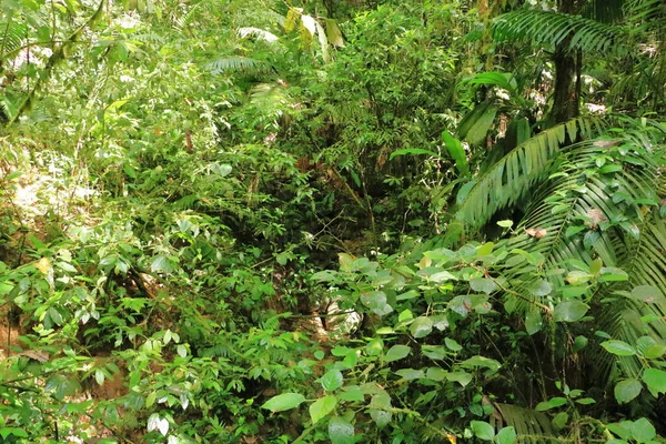 La Fortuna yakınlarındaki Kosta Rika 'daki Arenal Volkan Ulusal Parkı yağmur ormanlarında güzel bir yürüyüş.