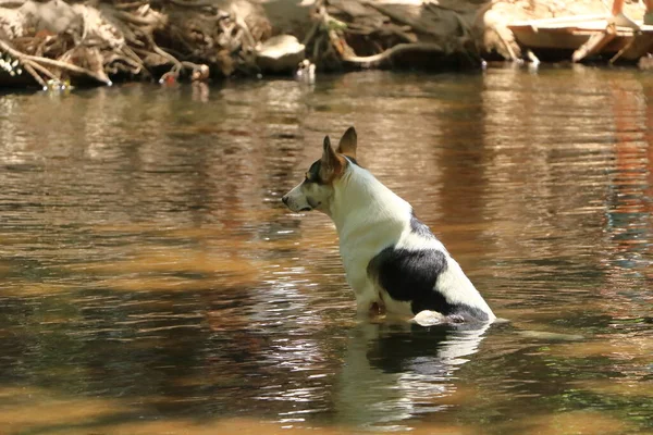 Собака Купается Озере — стоковое фото