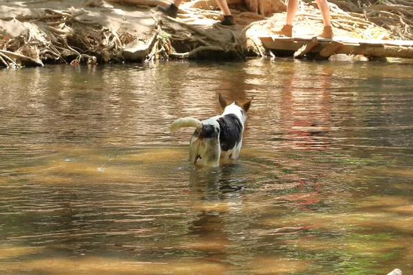 Σκύλος Κάνει Μπάνιο Στη Λίμνη — Φωτογραφία Αρχείου