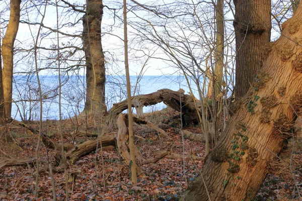 Árvores Quebradas Floresta Perto Greifswald Alemanha — Fotografia de Stock