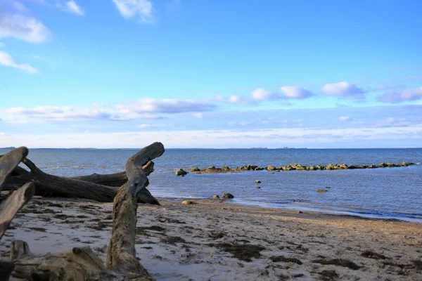 Una Vista Árbol Roto Una Orilla Del Mar Cerca Greifswald —  Fotos de Stock
