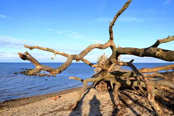 View Broken Tree Sea Shore Greifswald Germany — Stock Photo, Image