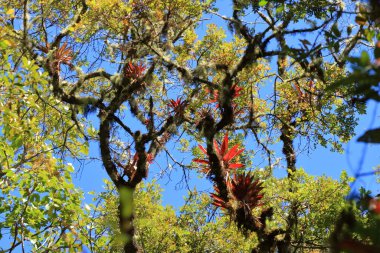 Bromelia Cerro de la Muerte, Costa rica 'da bir ağaçta