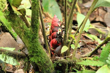 La Fortuna yakınlarındaki Kosta Rika 'daki Arenal Volkan Ulusal Parkı yağmur ormanlarında güzel bir yürüyüş.
