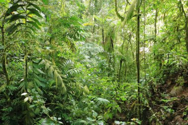 La Fortuna yakınlarındaki Kosta Rika 'daki Arenal Volkan Ulusal Parkı yağmur ormanlarında güzel bir yürüyüş.