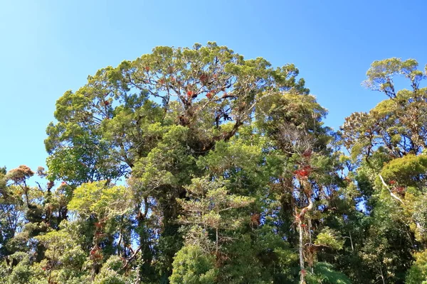 Βρωμελιά Δέντρο Στο Cerro Muerte Κόστα Ρίκα — Φωτογραφία Αρχείου