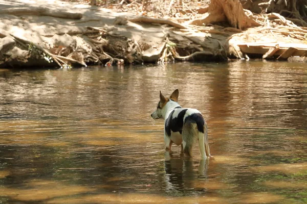 Hund Badet Einem See — Stockfoto