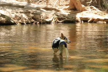 Köpek gölde banyo yapıyor.