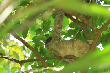 Ağaç dalında asılı sevimli bir tembel hayvan, komik bir yüz ifadesi, Kosta Rika yağmur ormanlarındaki vahşi hayvan portresi, Bradypus çeşidi, kahverengi boğazlı üç parmaklı tembel hayvan.