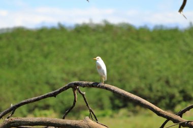 Akbalıkçıl, Bubulcus ibis, Kosta Rika