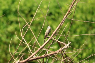 Kosta Rika 'dan tropikal kral kuşu (Tyrannus melancholicus)