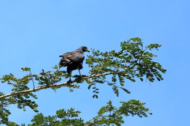 Tarcoles nehrinin nehir kıyısındaki ortak kara şahin, costa rica