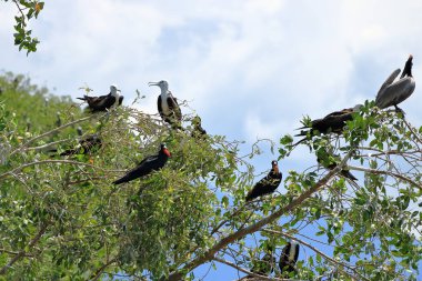 Muhteşem fregatebird, Fregatidae familyasından bir deniz kuşudur. Kosta Rika