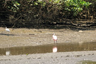 Bir Roseate Spoonbill 'in Kapanışı, Kosta Rika