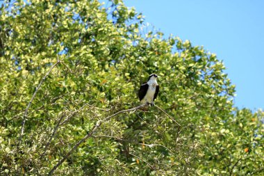 Osprey, Pandion haliaetus, sits on a tall branch, Tarcoles River, Costa Rica