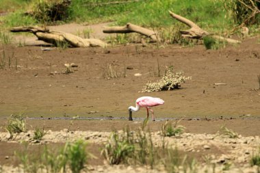 Bir Roseate Spoonbill 'in Kapanışı, Kosta Rika