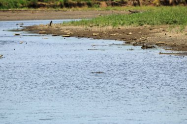 Kosta Rika 'daki Tarcoles Nehri' nde Amerikan timsahı (Crocodylus acutus)