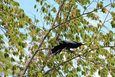 Büyük kuyruklu grackle veya Meksika grackle (Quiscalus mexicanus). Kosta Rika.