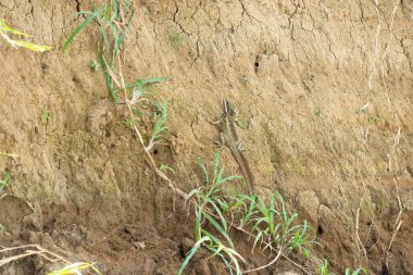 Yaygın basilisk, diğer adıyla İsa-İsa kertenkelesi dinleniyor, Kosta Rika