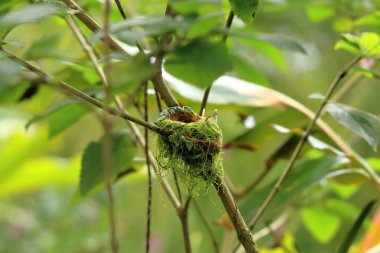 Kosta Rika, Orta Amerika 'da renkli sinekkuşu Kolibri