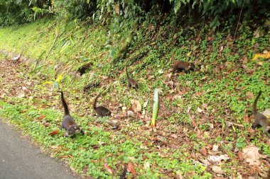 Kosta Rika'nın yağmur ormanlarından gelen hayvanlar. Beyaz burunlu Coati, Nasua narica. Memeli doğada yaşam.
