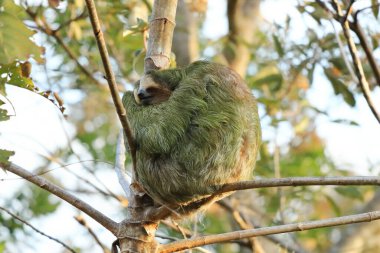 Ağaç dalında asılı sevimli bir tembel hayvan, komik bir yüz ifadesi, Kosta Rika yağmur ormanlarındaki vahşi hayvan portresi, Bradypus çeşidi, kahverengi boğazlı üç parmaklı tembel hayvan.