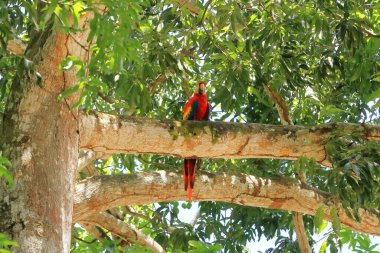 Ağaçta kırmızı papağanlar, costa rica