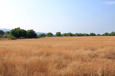 Güzel Madayipara, Güney Hindistan 'da Kerala eyaletinin Kannur ilçesinde Madayi' de bulunan düz bir tepe.