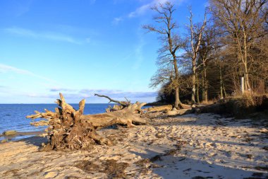 Almanya 'da Greifswald yakınlarında bir deniz kıyısındaki kırık bir ağaç manzarası