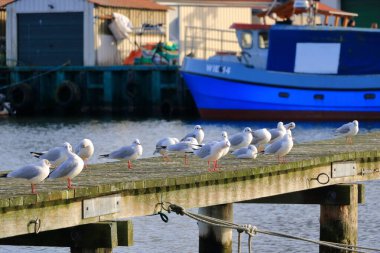 28 Ocak 2023 - Wieck, Greifswald Almanya 'da: güzel köyün kışın limanı