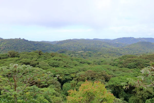 Luftaufnahme Des Monteverde Nationalparks Costa Rica Berühmter Nebelwald Mit Einzigartiger — Stockfoto