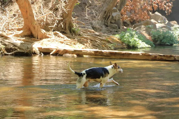 Hund Badet Einem See — Stockfoto