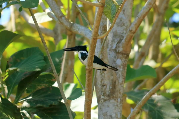 Amazon Kingfisher Chloroceryle Amazona Kosta Rika Bir Dalda Oturuyor — Stok fotoğraf
