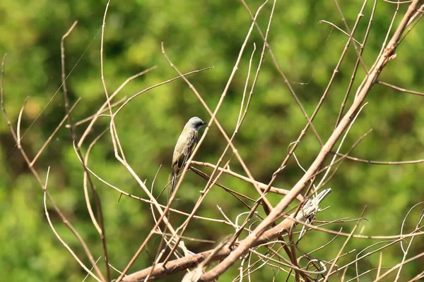 Ptak Tropikalny Tyrannus Melancholicus Kostaryki — Zdjęcie stockowe